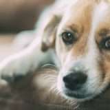 pet stains removal