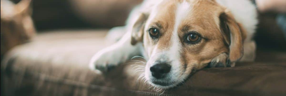 Pet Stain Removal and Pet Odor Removal