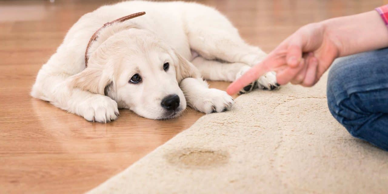 We Remove Pet Stains and Odors