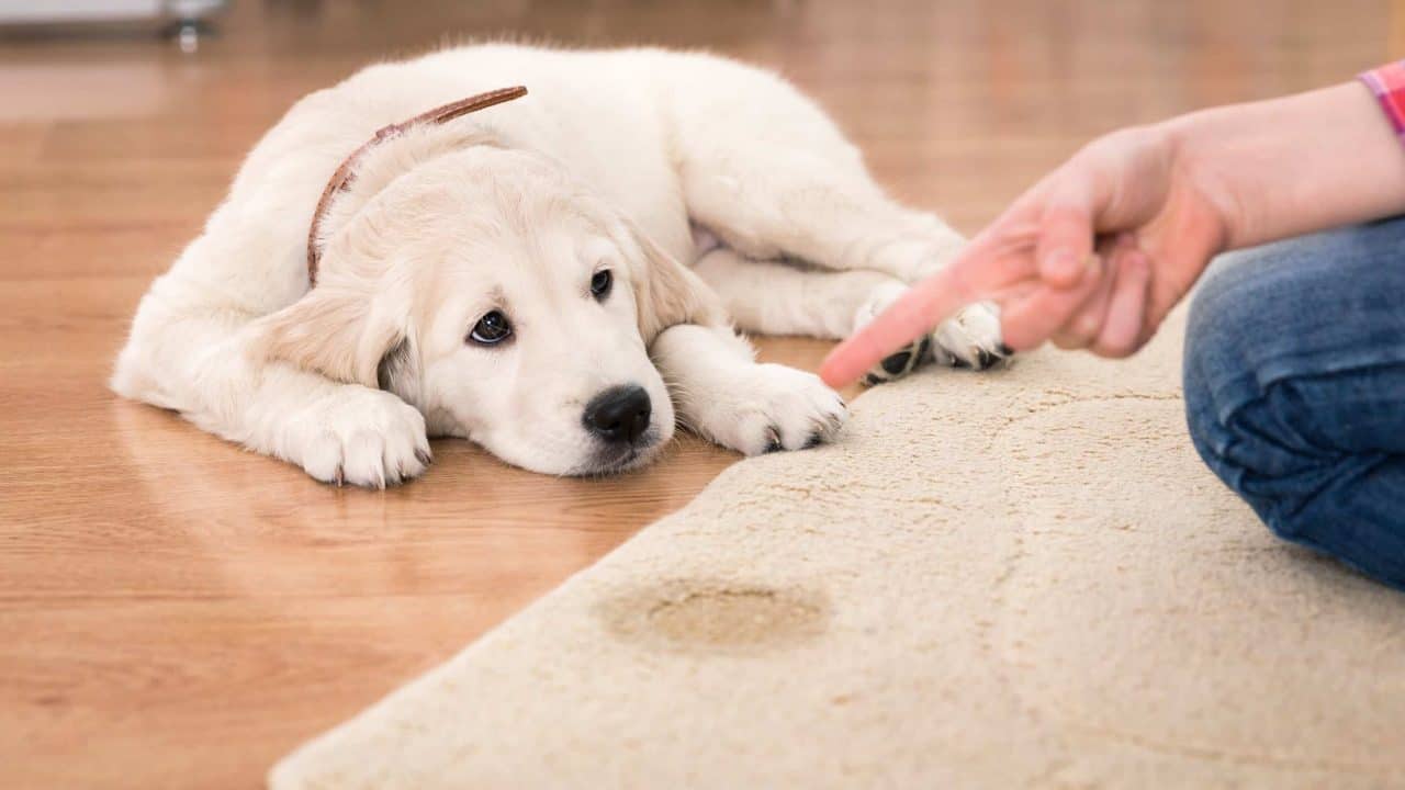 pet stains and odor removal on carpets